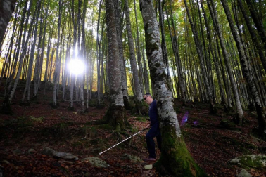¿Es posible disfrutar de un bosque sin verlo?
