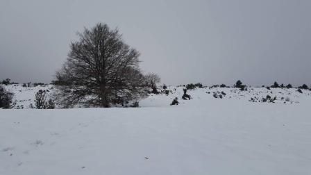 La zona de Larra-Belagua, en Roncal, ha amanecido este jueves con un espesor de nieve de unos 10 cm después de la nevada de esta noche. La cota de nieve, que se encuentra sobre los 1200-1400 metros, bajará hasta los 900-1000 metros en las próximas horas.