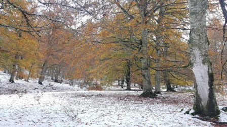La zona de Larra-Belagua, en Roncal, ha amanecido este jueves con un espesor de nieve de unos 10 cm después de la nevada de esta noche. La cota de nieve, que se encuentra sobre los 1200-1400 metros, bajará hasta los 900-1000 metros en las próximas horas.
