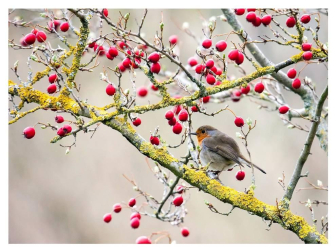 En la entrega de premios se han hecho públicos los 10 ganadores cuyas imágenes ilustran los meses del calendario municipal 2020