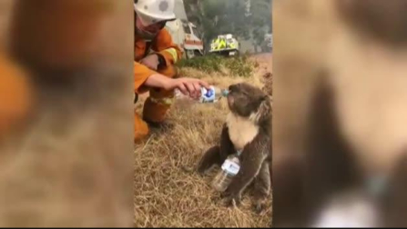 El momento en el que un bombero le ofrece agua a un koala se hace viral