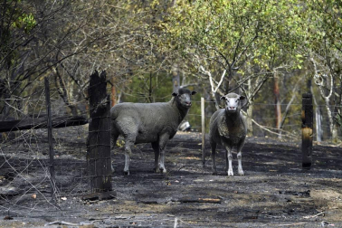 Centenares de incendios arden en la última jornada del 2019 en Australia