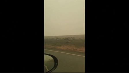 Los incendios en Australia dejan 500 millones de animales muertos