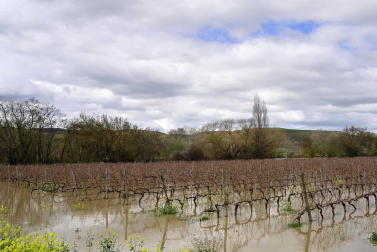 Imágenes de las inundaciones en los términos de varias localidades de la Zona Media como Falces, Miranda de Arga y Larraga.