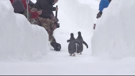 Pingüinos en el Festival de Invierno de Harbin (China)