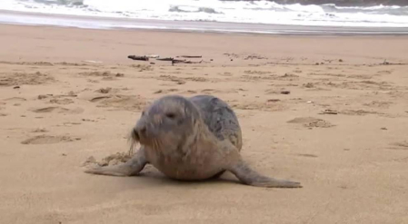 Una foca se pasea por una playa de San Sebastián