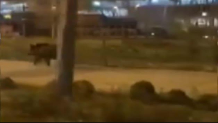 Varios jabalíes aparecen en el barrio madrileño de Las Tablas