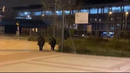 Jabalíes y conejos en los barrios del norte de Madrid