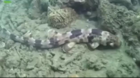 Descubren en Australia cuatro nuevas especies de tiburón