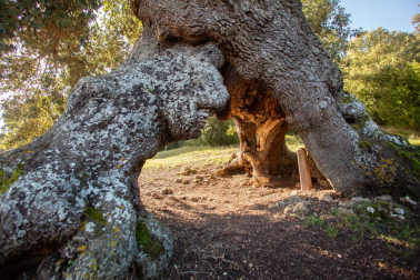 El Encino de las Tres Patas, una milenaria encina de Mendaza votada como Árbol Español de 2020, puede convertirse en el 'Árbol Europeo del Año' en una competición en la que se enfrenta a 17 ejemplares de otros tantos países europeos.