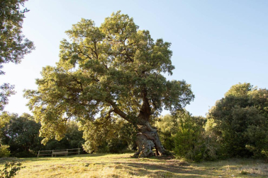 El Encino de las Tres Patas, una milenaria encina de Mendaza votada como Árbol Español de 2020, puede convertirse en el 'Árbol Europeo del Año' en una competición en la que se enfrenta a 17 ejemplares de otros tantos países europeos.