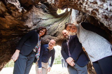 El Encino de las Tres Patas, una milenaria encina de Mendaza votada como Árbol Español de 2020, puede convertirse en el 'Árbol Europeo del Año' en una competición en la que se enfrenta a 17 ejemplares de otros tantos países europeos.