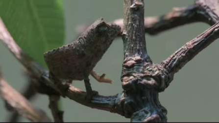 Vídeo| Nacen 3 crías de camaleones pigmeos en el zoo de Chester