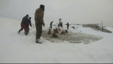 Imágenes de un rescate de caballos en Rusia