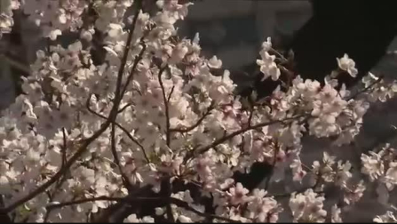 Vídeo: Los almendros florecen en Japón