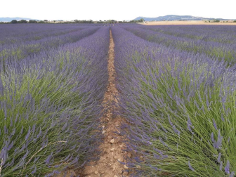 Fotos de la primavera enviadas por los lectores de diariodenavarra.es