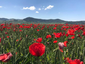 Fotos de la primavera enviadas por los lectores de diariodenavarra.es