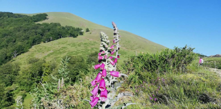 Fotos de la primavera enviadas por los lectores de diariodenavarra.es