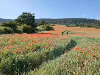 Fotos de la primavera enviadas por los lectores de diariodenavarra.es