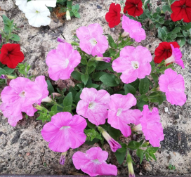 Fotos de la primavera enviadas por los lectores de diariodenavarra.es