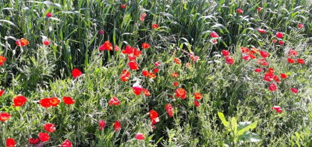 Fotos de la primavera enviadas por los lectores de diariodenavarra.es
