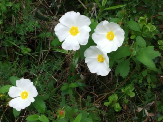 Fotos de la primavera enviadas por los lectores de diariodenavarra.es