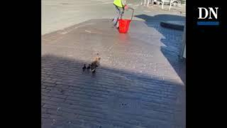 Rescate de unos patitos en la gasolinera de Pío XII