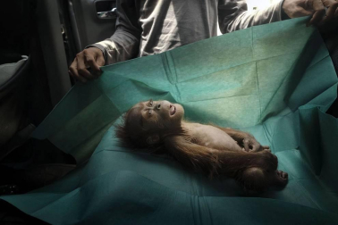 Recopilación de fotos premiadas en el 'World Press Photo' 2020.