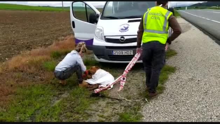Vídeo de la recogida de un perro perdido entre Beriáin y Tiebas