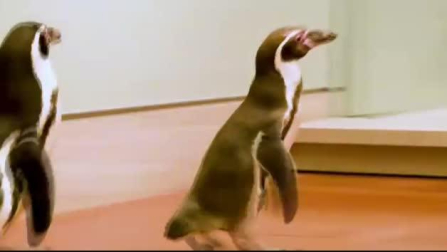 Un trío de pingüinos visita durante la cuarentena el museo de arte de Kansas City