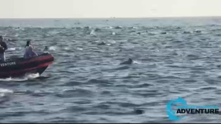 VÍDEO | Cientos de delfines nadan juntos en la costa de Laguna Beach, en California