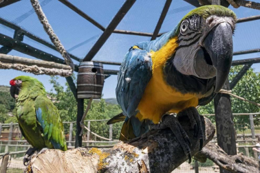 En el centro de Lezaun se acogen y se atienden animales en riesgo, abandono, maltrato o descomisados.