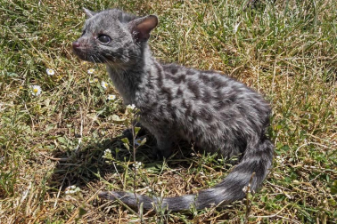 En el centro de Lezaun se acogen y se atienden animales en riesgo, abandono, maltrato o descomisados.