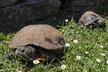 En el centro de Lezaun se acogen y se atienden animales en riesgo, abandono, maltrato o descomisados.