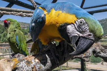 En el centro de Lezaun se acogen y se atienden animales en riesgo, abandono, maltrato o descomisados.