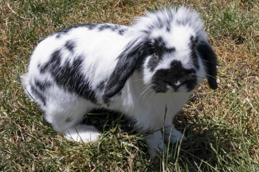 En el centro de Lezaun se acogen y se atienden animales en riesgo, abandono, maltrato o descomisados.