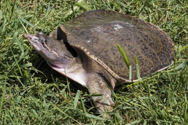 En el centro de Lezaun se acogen y se atienden animales en riesgo, abandono, maltrato o descomisados.