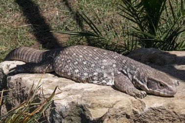 En el centro de Lezaun se acogen y se atienden animales en riesgo, abandono, maltrato o descomisados.