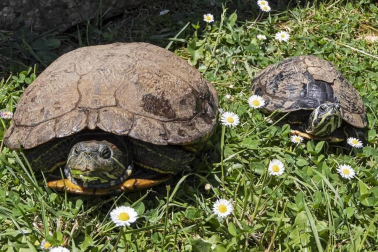 En el centro de Lezaun se acogen y se atienden animales en riesgo, abandono, maltrato o descomisados.