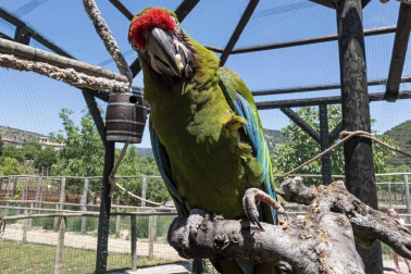 En el centro de Lezaun se acogen y se atienden animales en riesgo, abandono, maltrato o descomisados.