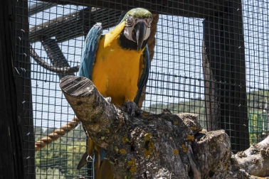 En el centro de Lezaun se acogen y se atienden animales en riesgo, abandono, maltrato o descomisados.