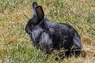 En el centro de Lezaun se acogen y se atienden animales en riesgo, abandono, maltrato o descomisados.