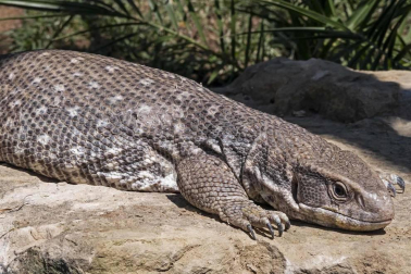 En el centro de Lezaun se acogen y se atienden animales en riesgo, abandono, maltrato o descomisados.