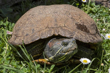 En el centro de Lezaun se acogen y se atienden animales en riesgo, abandono, maltrato o descomisados.