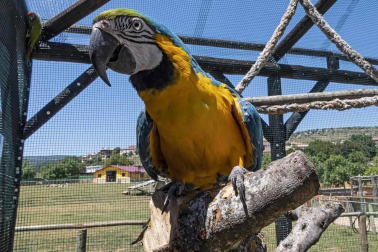 En el centro de Lezaun se acogen y se atienden animales en riesgo, abandono, maltrato o descomisados.