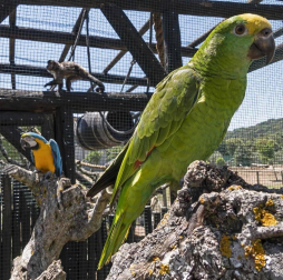 En el centro de Lezaun se acogen y se atienden animales en riesgo, abandono, maltrato o descomisados.