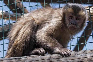 En el centro de Lezaun se acogen y se atienden animales en riesgo, abandono, maltrato o descomisados.