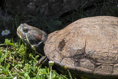 En el centro de Lezaun se acogen y se atienden animales en riesgo, abandono, maltrato o descomisados.