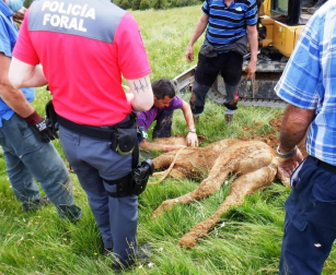 Un potro atrapado en una sima de tres metros en las inmediaciones del refugio de Olorón de Isaba  fue rescatado este sábado, sobre las doce y media del mediodía.