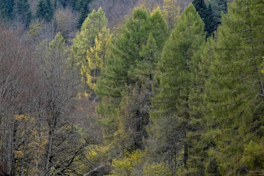 Irati se convierte en otoño en la primera opción de muchos excursionistas